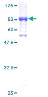 Human GK2 / Glycerol Kinase 2 Protein (Recombinant GST)
