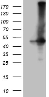 GNAS Antibody (clone OTI13D7)