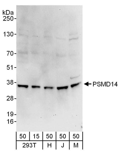 PSMD14 Antibody (aa260-310)