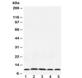 NEDD8 Antibody