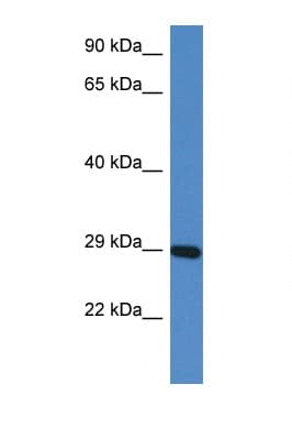 Polyclonal Rabbit anti-Mouse PRRG3 / TMG3 Antibody (N-Terminus, WB)