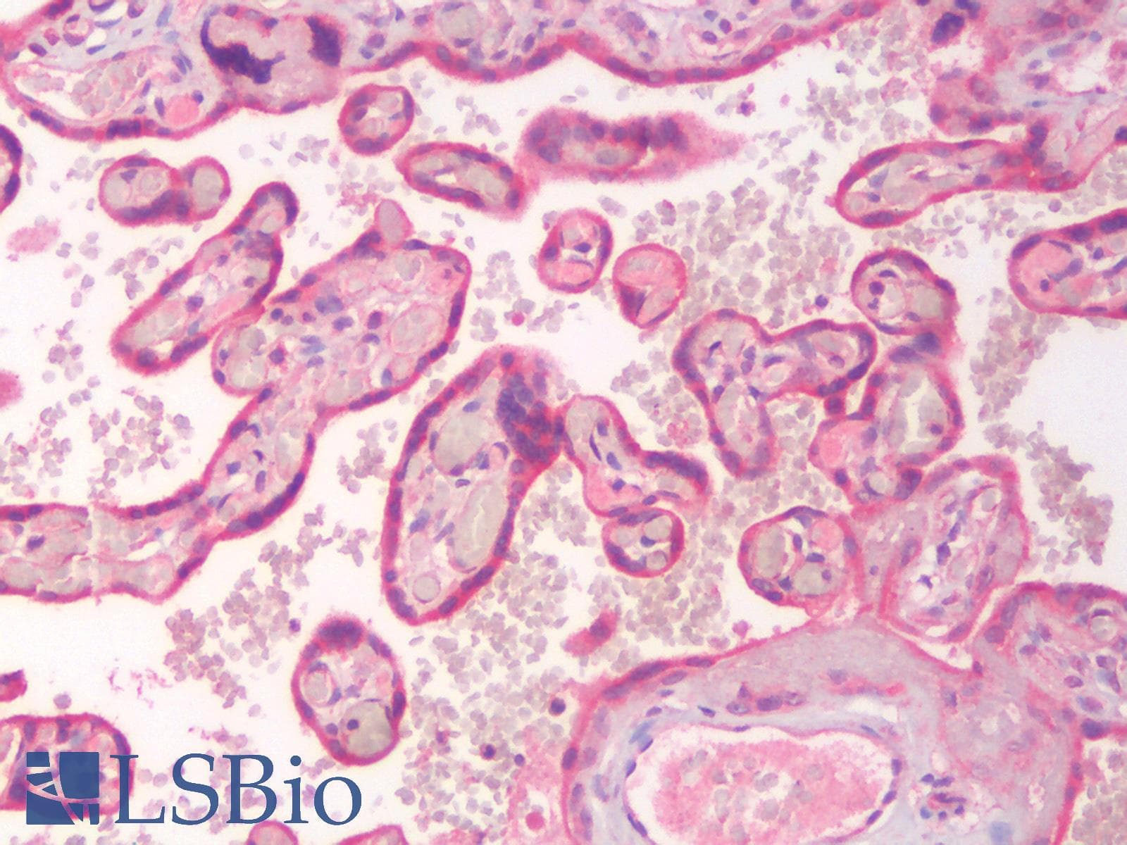 IHC-plus™ Polyclonal Rabbit anti-Human ERG Antibody (IHC)