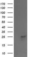 VPS28 Antibody (clone OTI1A8, Carrier-free)