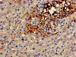 GJA8 / CX50 / Connexin 50 Antibody