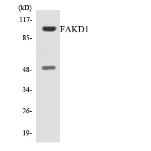Polyclonal Rabbit anti-Human FASTKD1 Antibody (aa531-580, WB)