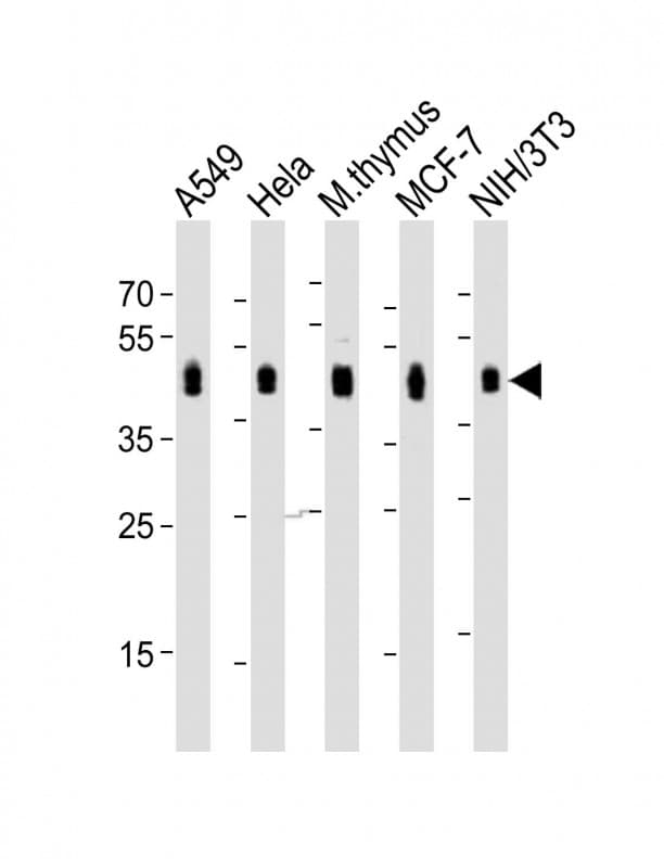 BMI1 / PCGF4 Antibody (aa281-314)