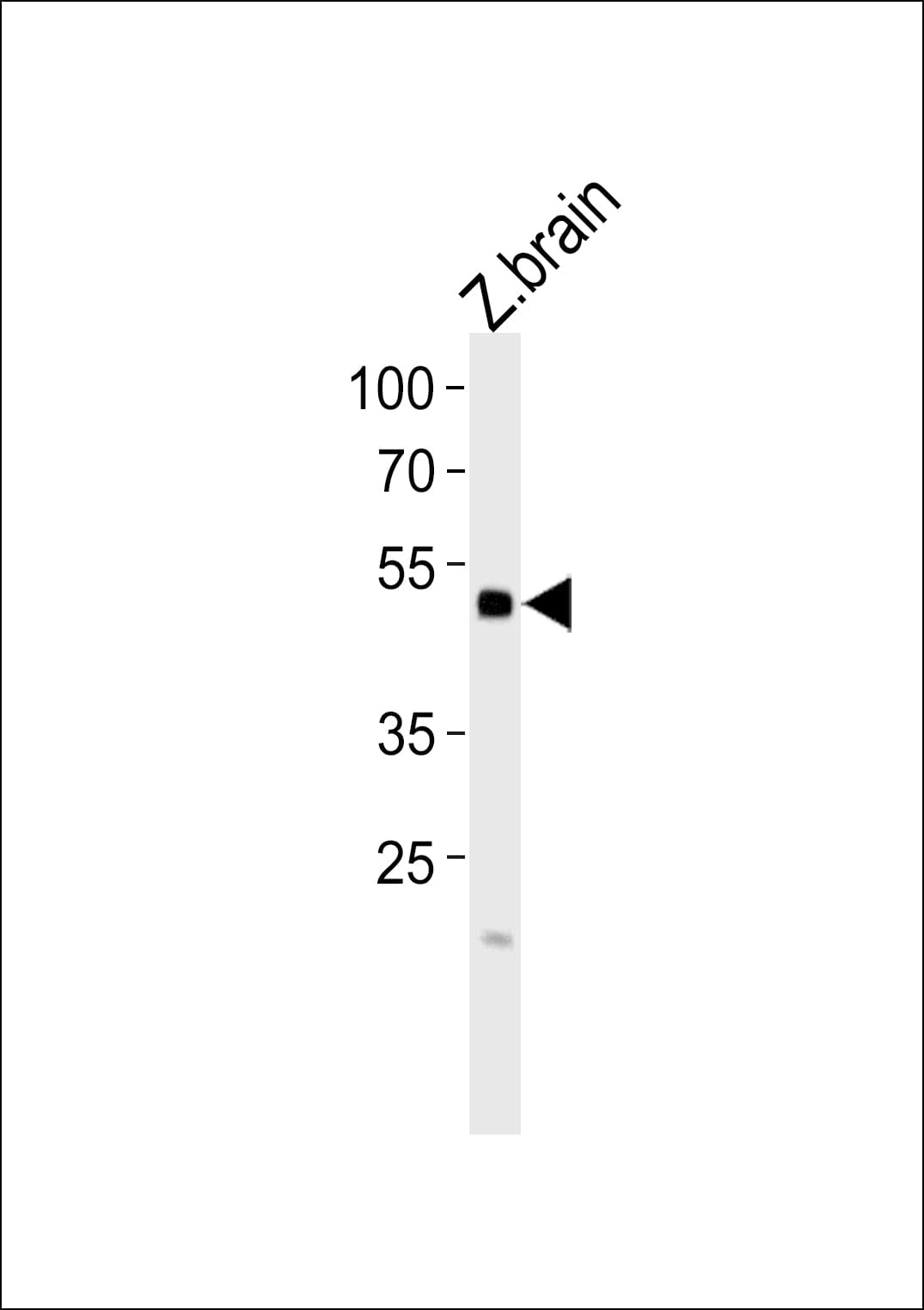 Polyclonal Rabbit anti-Zebrafish IRF2BP2 Antibody (aa73-87, WB)