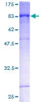 Human SEMA4F / Semaphorin 4F Protein (Recombinant GST)