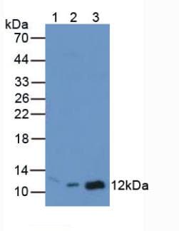 Polyclonal Rabbit anti-Mouse MIF Antibody (aa4-112, WB)