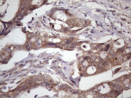 Monoclonal Mouse anti-Human WDR61 Antibody (clone OTI2H10, Carrier-free, aa92-305, IHC, WB)