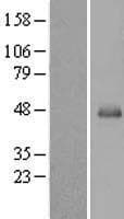 SERPINB13 / HUR7 Protein (Over-Expression Lysate Myc-DDK (Flag))