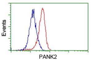 PANK2 Antibody (clone OTI3G4)
