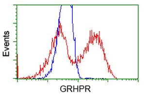 GRHPR / Glyoxylate Reductase Antibody (clone OTI4B6)