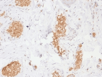 SLC2A1 / GLUT-1 Antibody (clone GLUT1/2476, Azide-free, BSA-free)