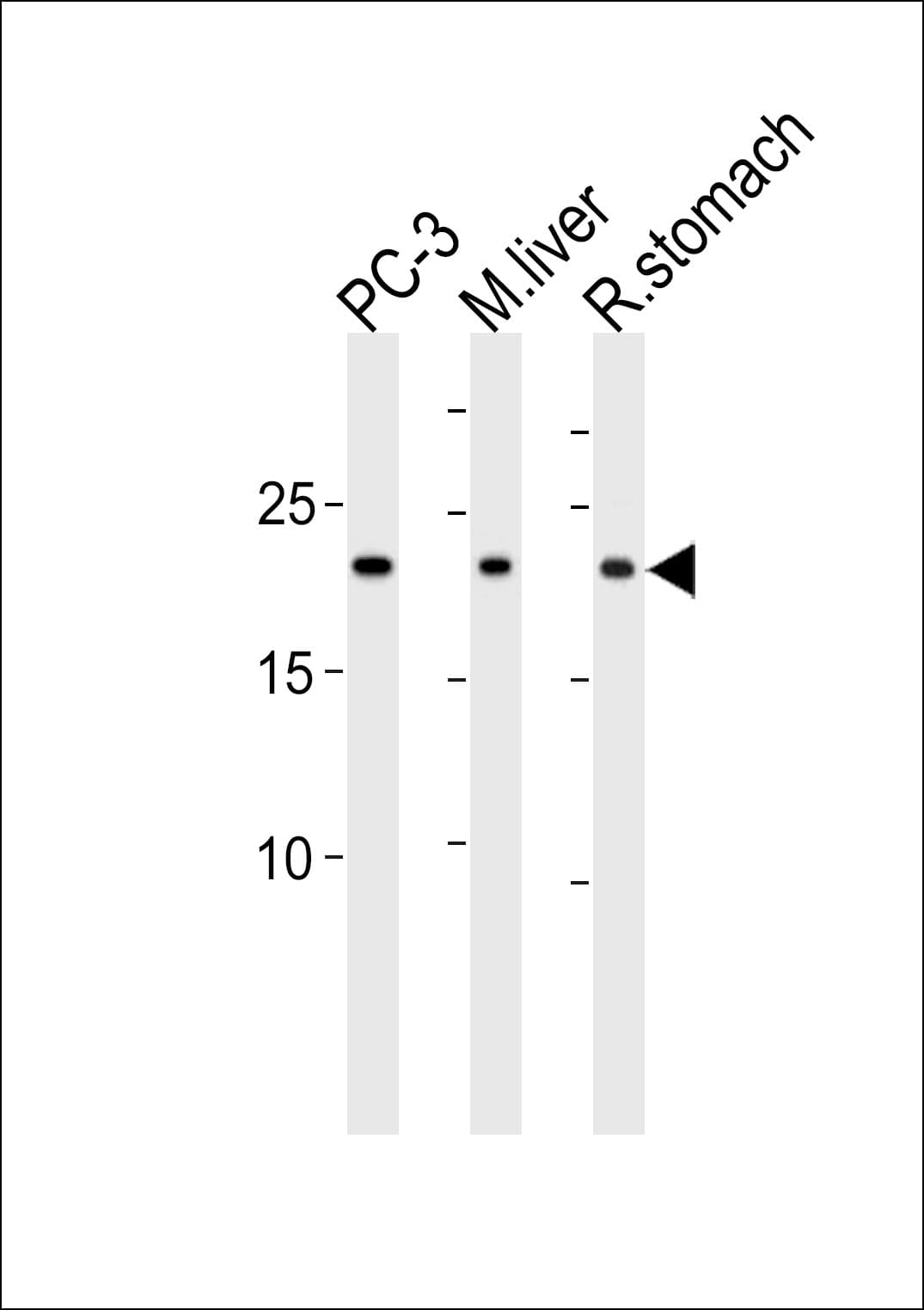 PSMB2 Antibody (aa133-163)