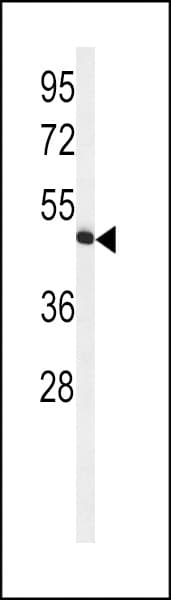 HVCN1 / HV1 Antibody (aa1-30)