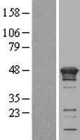KIN17 / KIN Protein (Over-Expression Lysate Myc-DDK (Flag))