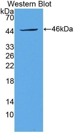 FGF1 / Acidic FGF Antibody (aa12-151)
