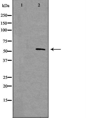 NFIA / Nuclear Factor 1 Antibody