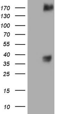 c-Met Antibody (aa125-421, clone OTI2H2)