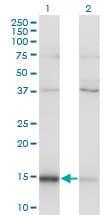 MAGOH Antibody (clone 6E11)