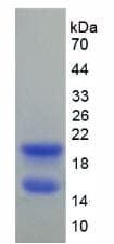 Rat GJA5 / CX40 / Connexin 40 Protein (Recombinant His)