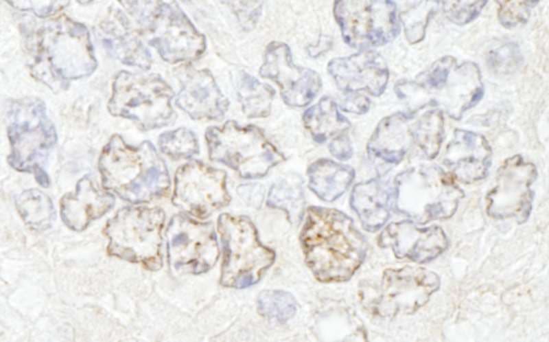 NUP50 Antibody (aa418-468)