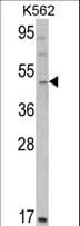 GATA2 Antibody (aa380-407)