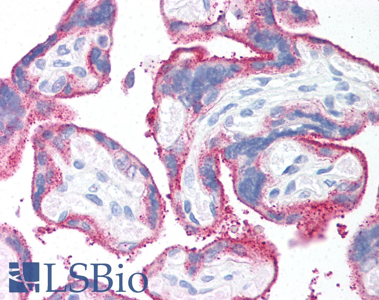 IHC-plus™ CD59 Antibody (clone 1F5)