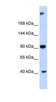 MPDZ / MUPP1 Antibody (aa1691-1740)