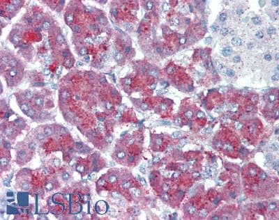 IHC-plus™ PLA2G1B Antibody