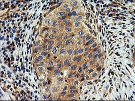 SNX8 Antibody (clone OTI3C4)