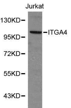 ITGA4 / VLA-4 / CD49d Antibody
