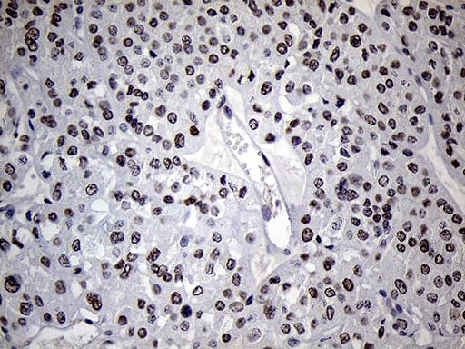 C14orf80 Antibody (clone OTI6A3, Carrier-free)