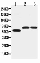 SLC1A4 / ASCT1 Antibody (aa495-512)