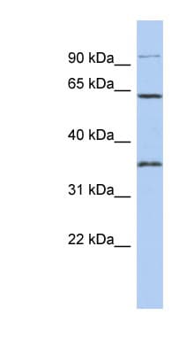 FAM71B Antibody (aa431-480)