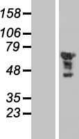 Human EGR2 Protein (Over-Expression Lysate Myc-DDK (Flag))