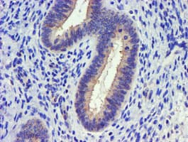 DGKA Antibody (clone OTI4A11, Carrier-free)