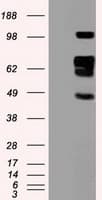 IHC-plus™ Monoclonal Mouse anti-Human SIGLEC9 Antibody (clone 8F7, IHC, WB)
