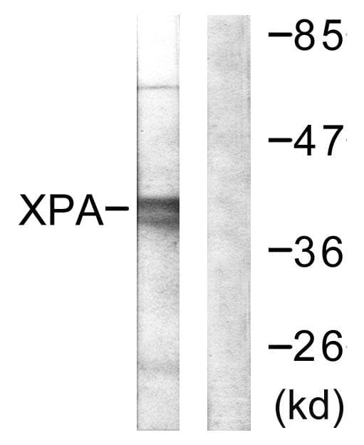 XPA Antibody