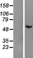 DMAP1 Protein (Over-Expression Lysate Myc-DDK (Flag))