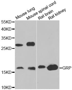 Gastrin Releasing Peptide Antibody