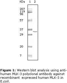 MAP3K11 / MLK3 Antibody