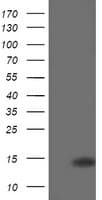 CDKN2B / p15 INK4b Antibody (clone OTI2D11)
