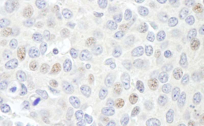 Geminin Antibody (aa50-100)