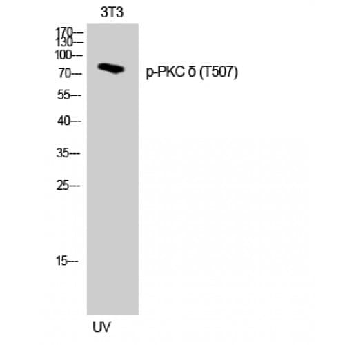 PRKCD / PKC-Delta Antibody (440-520 aa)