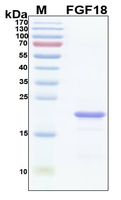 Human FGF18 Protein (Recombinant 6His, N-terminus)