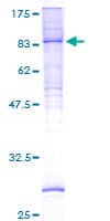Human CLPTM1L / CLPTM1-Like Protein (Recombinant GST)