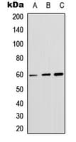 AKT1 + AKT2 + AKT3 Antibody (phospho-Ser246)