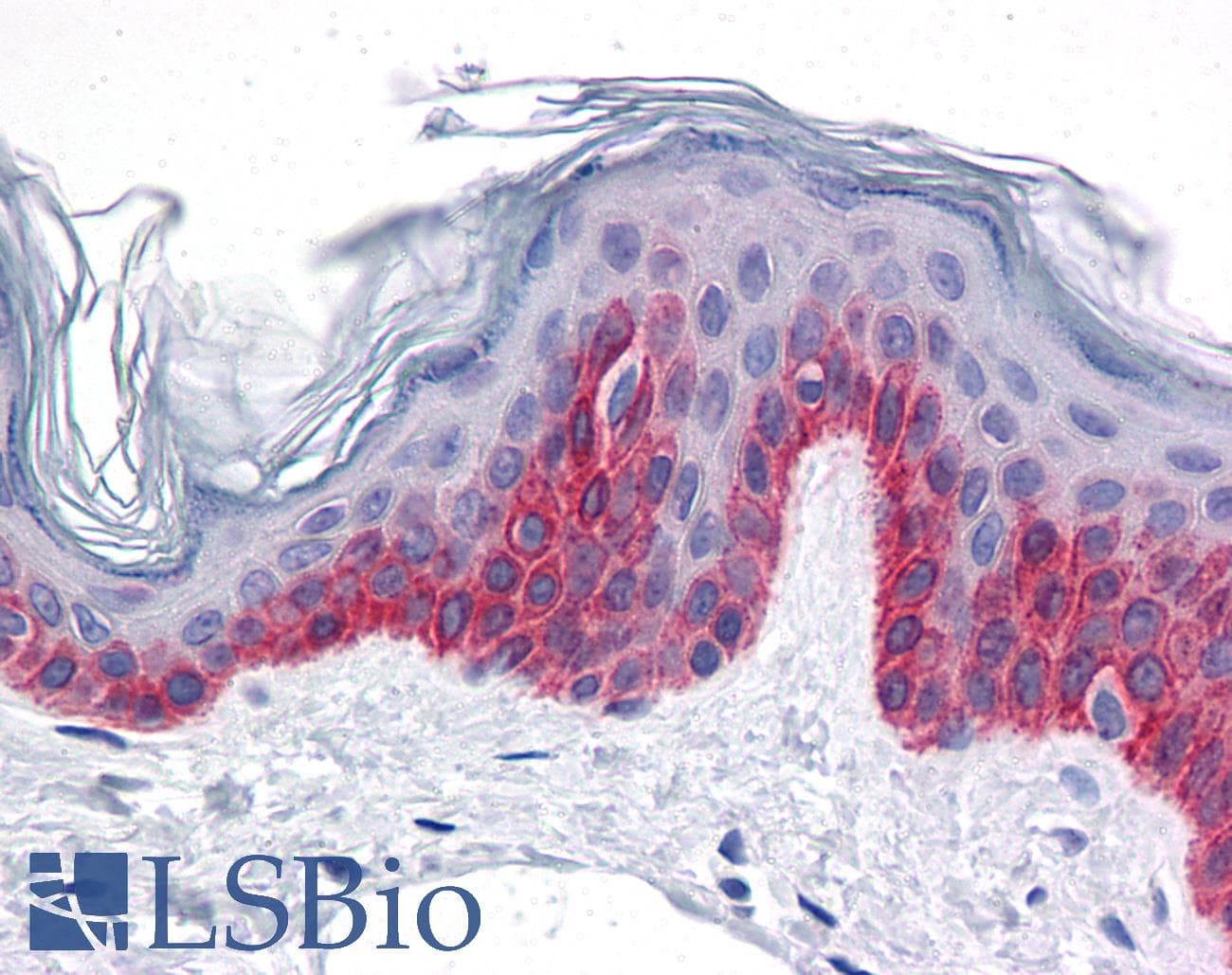 IHC-plus™ CCDC47 Antibody